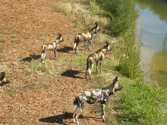 341_african_wild_dogs__dscf8341.jpg