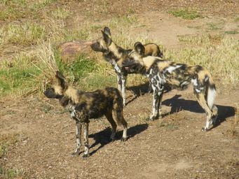 341_african_wild_dogs_dscf8352.jpg