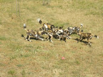 341_african_wild_dogs_dscf8353.jpg