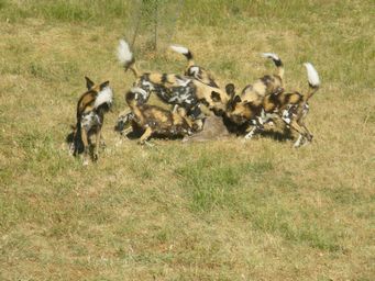 341_african_wild_dogs_dscf8355.jpg