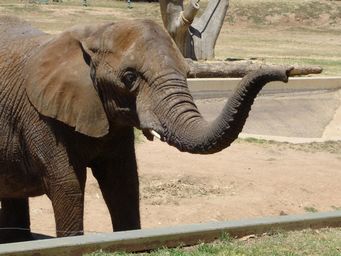 341_asian_elephant_dsc08044.jpg