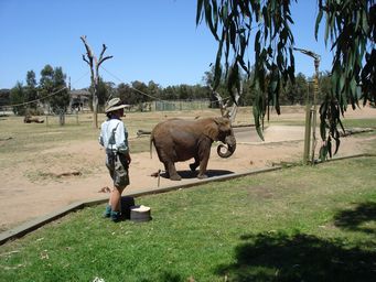 341_asian_elephant_dsc08047.jpg