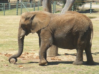 341_asian_elephant_dscf8257c.jpg