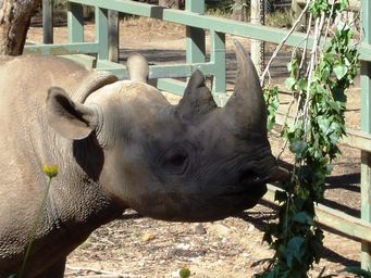 341_black_rhino_dsc08002.jpg