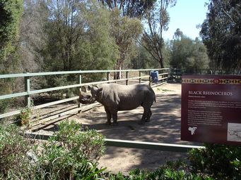 341_black_rhino_dsc08003.jpg