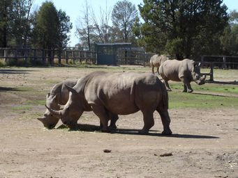 341_black_rhinoceros_dsc08149.jpg