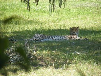 341_cheetah_dscf8267.jpg