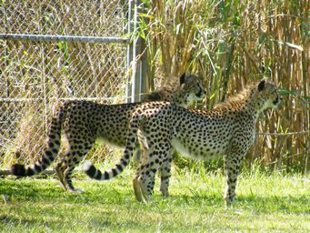 341_cheetahs_dscf8376c.jpg