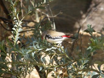 341_diamond_firetail_finch_dscf8228.jpg