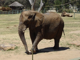 341_elephant_dsc08054c.jpg