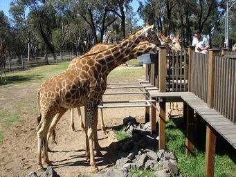 341_giraffes_dsc08013.jpg