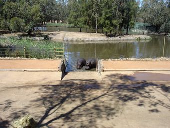 341_hippopotamus_dsc08029.jpg