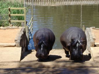 341_hippopotamus_dsc08030.jpg