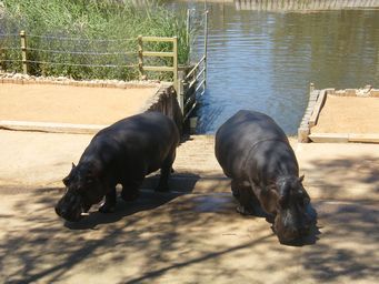 341_hippopotomus_dscf8247.jpg