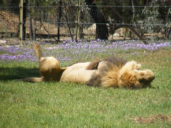 341_lion_dscf8398c.jpg