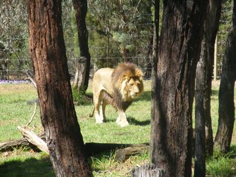 341_lion_dscf8401.jpg