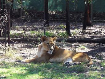 341_lioness_dsc08094c.jpg