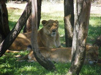 341_lioness_dscf8405.jpg