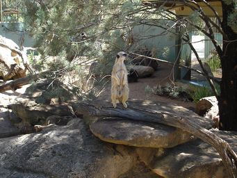 341_meercat_on_watch_dsc08020.jpg