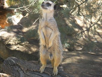 341_meercat_on_watch_dscf8222.jpg