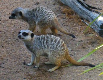 341_meercats_dscf8193c.jpg