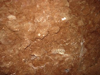 341_phosphate_cave_dsc07848.jpg
