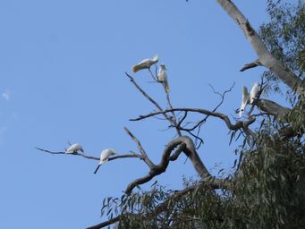 341_sulphur_crested_river_walk_dsc07958.jpg