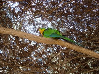 341_superb_parrot_dsc08022.jpg