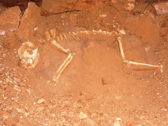 341_thylacoleo_dscf8122.jpg