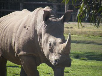 341_white_rhino_dscf8362.jpg