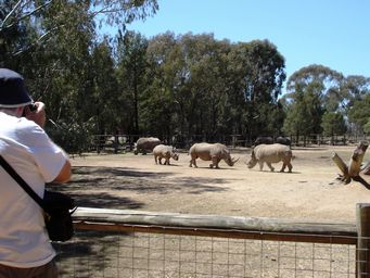 341_white_rhinos_dsc08034c.jpg