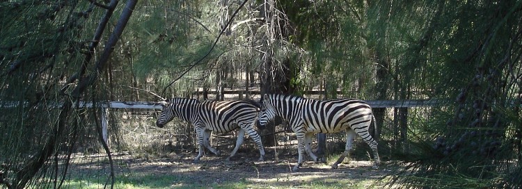 750_banner_zebra_dsc08106c.jpg