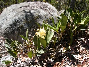tn_bald_rock_lilies_dscf7471.jpg