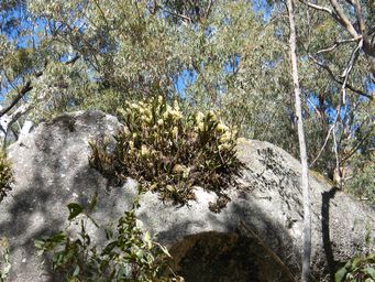 tn_bald_rock_lilies_dscf7475.jpg