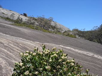 tn_bald_rock_steep_dsc06514.jpg