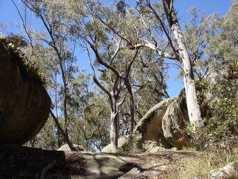 tn_bald_rock_woodland_dsc06413.jpg