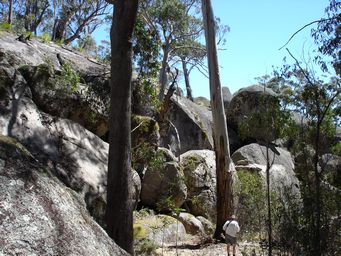tn_bald_rock_woodland_dsc06490.jpg