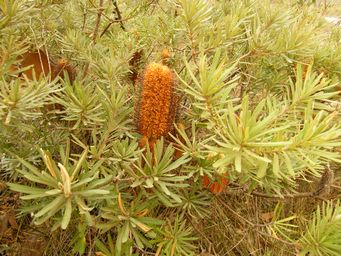 tn_banksia_flower3.jpg
