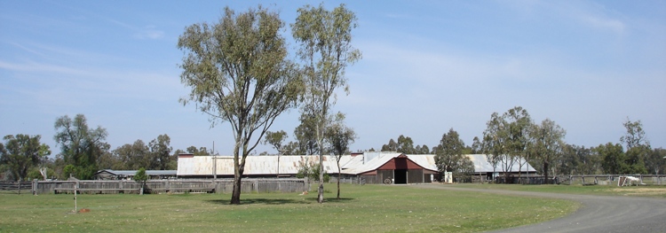 tn_bannerjondaryanwoolshed.jpg