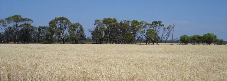 tn_bannerwheatbrigalowdsc05798.jpg