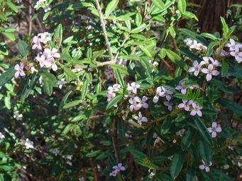 tn_boronia_dsc06180.jpg