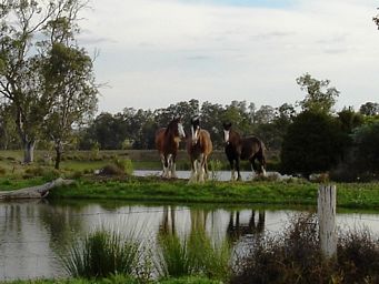 tn_jondaryanhorses.jpg