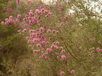 tn_myrtle_dsc06021.jpg