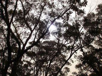 tn_sunobscured.jpg