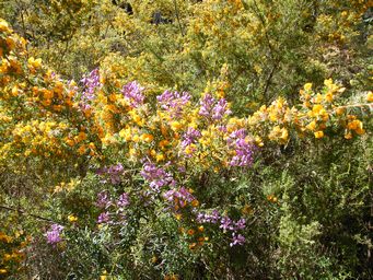 tn_wildflowers_wooldscf7439.jpg