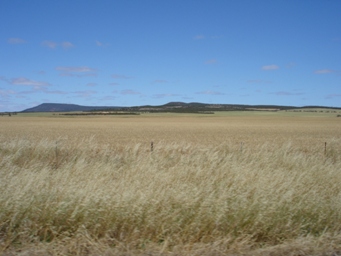 wheatdsc09086.jpg