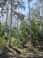 200_pemberton_forest_img_0673s.jpg