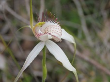 227_caladenia_longicauda_img_2083.jpg
