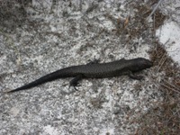 tn_albanyskink.jpg