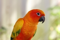 tn_bowbrbird1.jpg